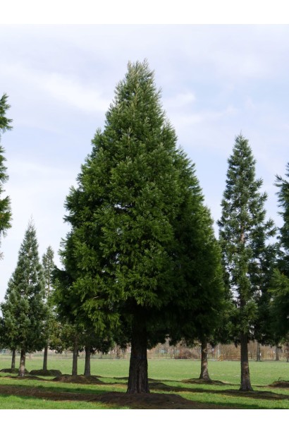Секвоядендрон гігантський